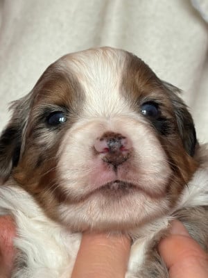 Les chiots de Berger Américain Miniature