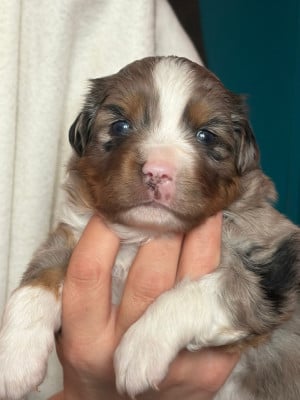Les chiots de Berger Américain Miniature