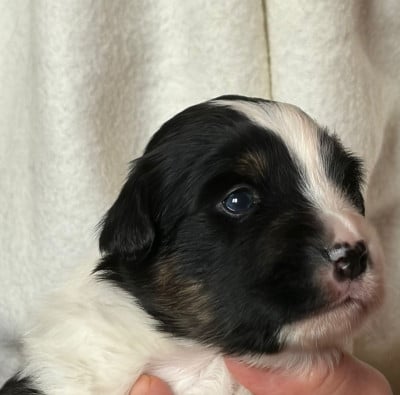 Les chiots de Berger Américain Miniature