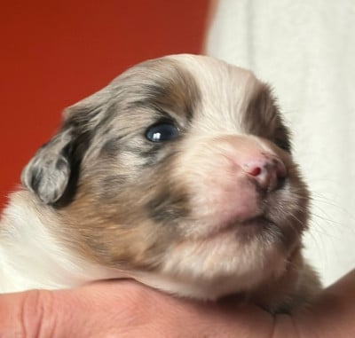 Les chiots de Berger Américain Miniature