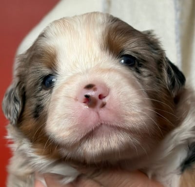 Les chiots de Berger Américain Miniature