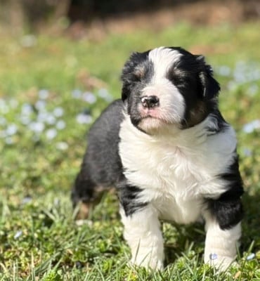 Les chiots de Berger Américain Miniature