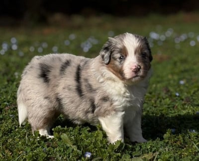 Les chiots de Berger Américain Miniature 