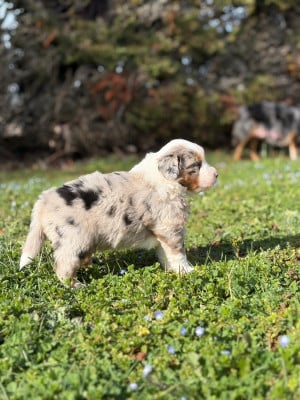 Les chiots de Berger Américain Miniature 