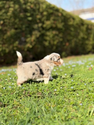 Les chiots de Berger Américain Miniature 