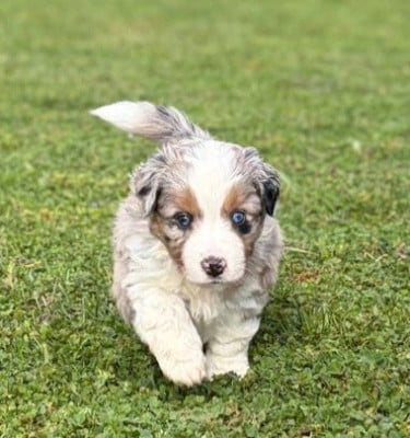 Les chiots de Berger Américain Miniature 