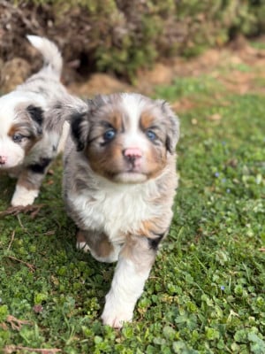 Les chiots de Berger Américain Miniature 