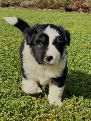Les chiots de Berger Américain Miniature 