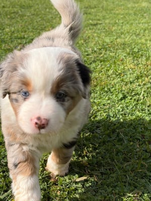 Les chiots de Berger Américain Miniature 