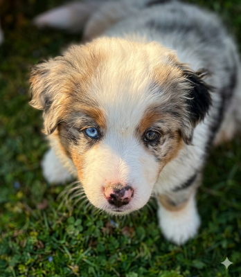 Les chiots de Berger Américain Miniature 