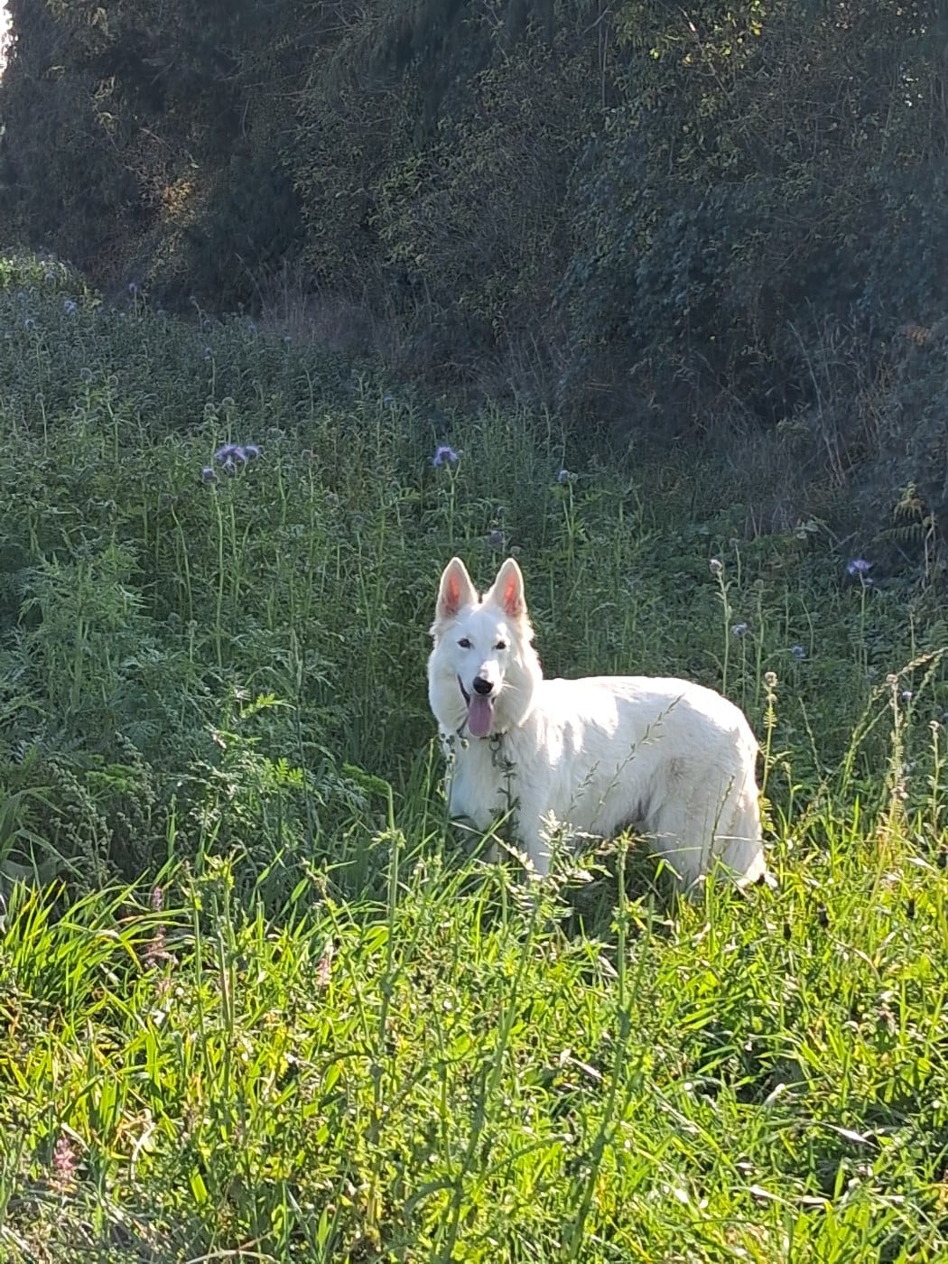 Taïga Des Vents D'Océan