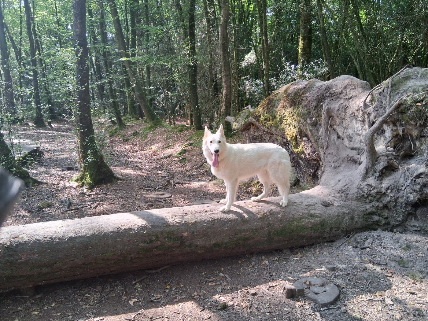 Taïga Des Vents D'Océan
