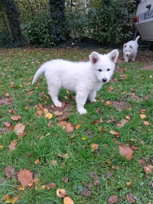 Les chiots de Berger Blanc Suisse