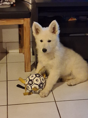 Les chiots de Berger Blanc Suisse