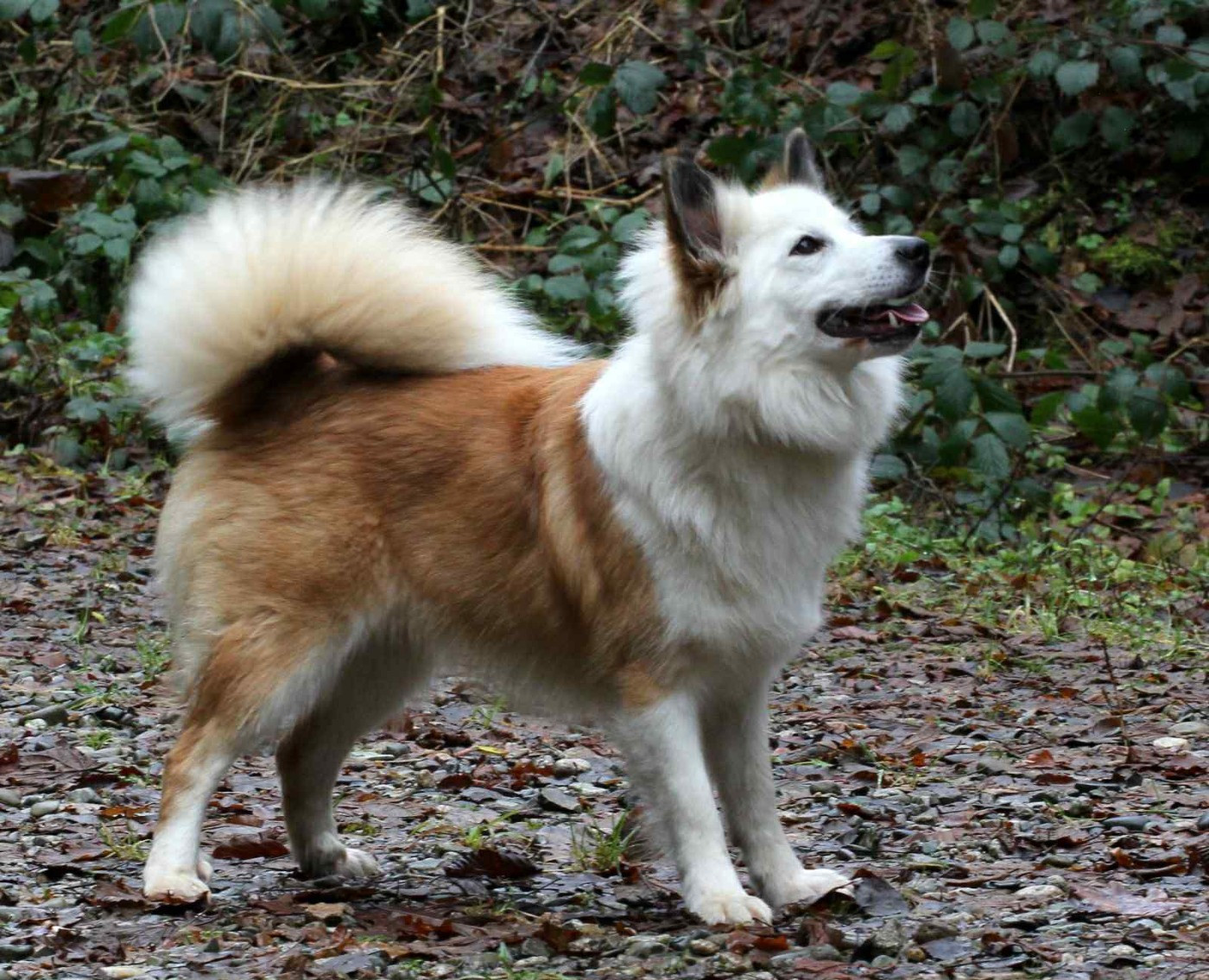 Publication : Des Petits Renards Nordiques