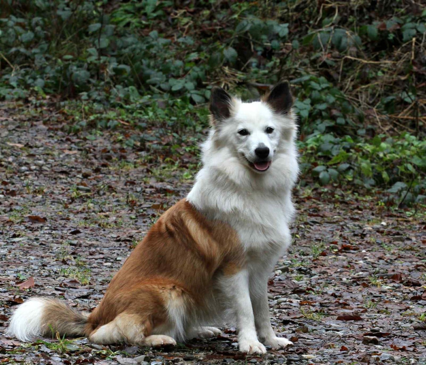 Publication : Des Petits Renards Nordiques