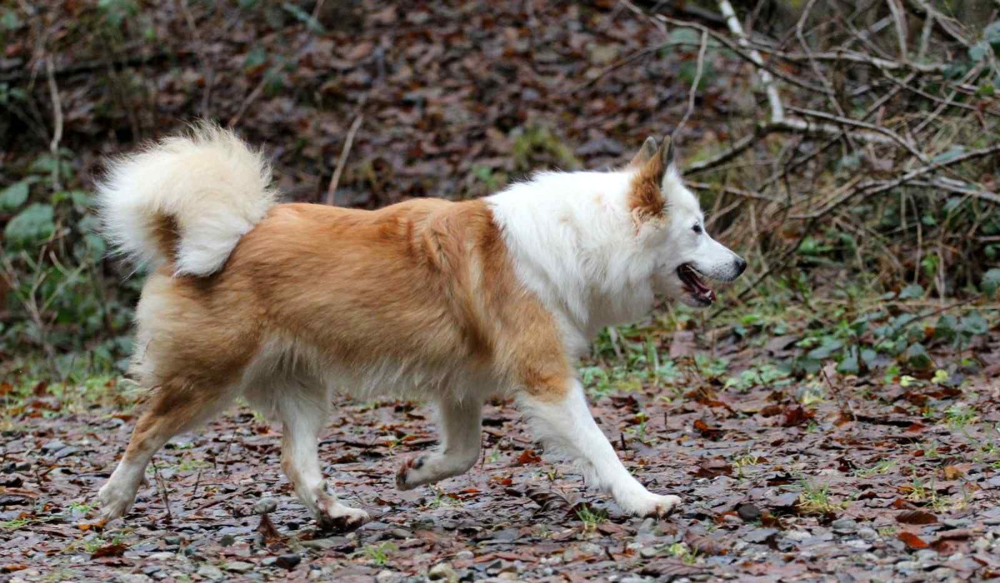 Publication : Des Petits Renards Nordiques