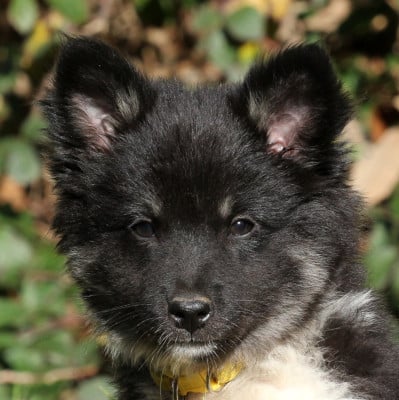 Les chiots de Berger islandais