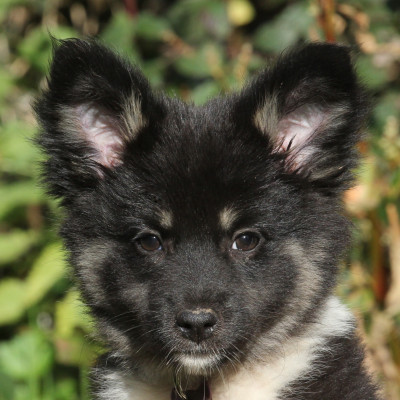 Les chiots de Berger islandais