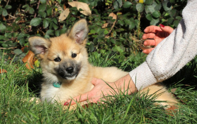 Les chiots de Berger islandais