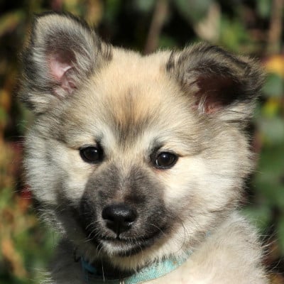 Les chiots de Berger islandais