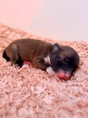Les chiots de Berger islandais