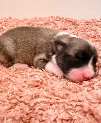 Les chiots de Berger islandais