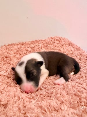 Les chiots de Berger islandais