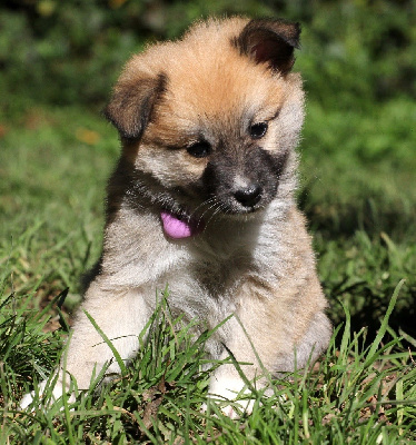 Les chiots de Berger islandais