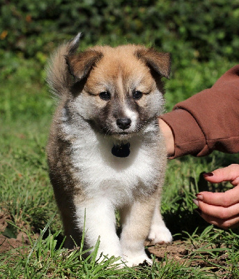 Les chiots de Berger islandais