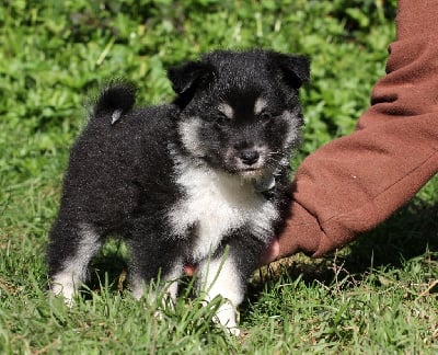 Les chiots de Berger islandais