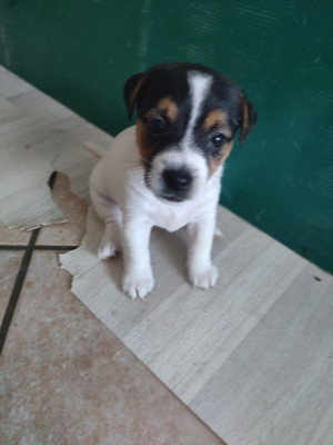 Les chiots de Jack Russell Terrier