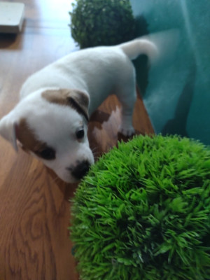 Les chiots de Jack Russell Terrier