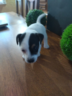 Les chiots de Jack Russell Terrier
