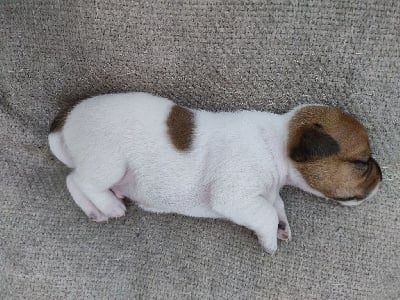 Les chiots de Jack Russell Terrier