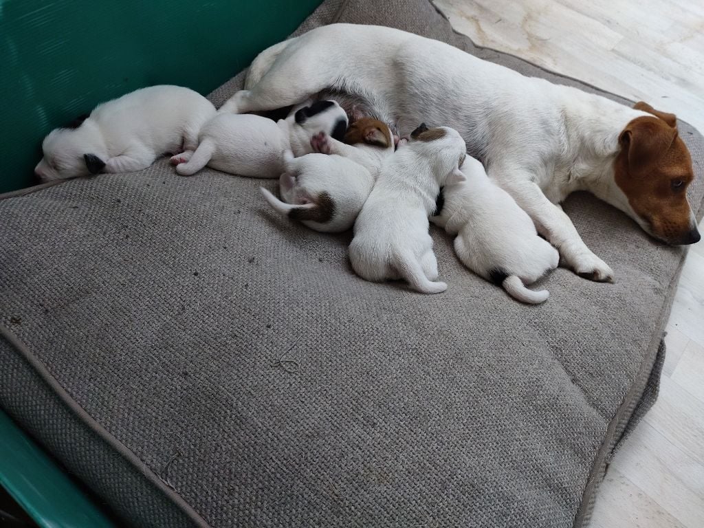Jack Russell Terrier - De La Montagne De Marchmp