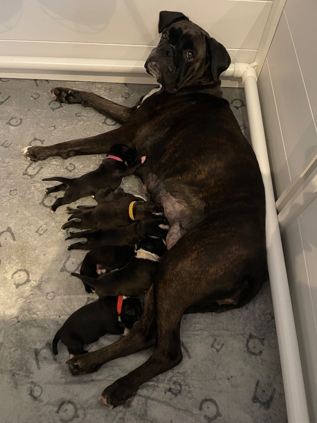 Boxer - Du Domaine De Kevlenn