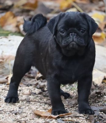 Les chiots de Carlin