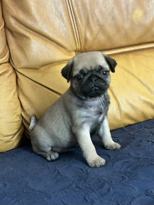 Les chiots de Carlin