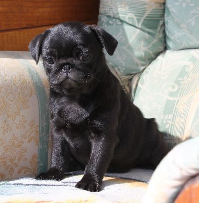 Les chiots de Carlin