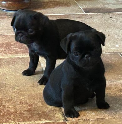 Les chiots de Carlin