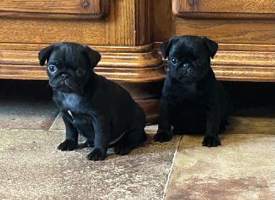 Les chiots de Carlin