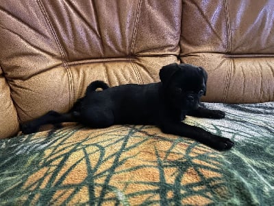 Les chiots de Carlin