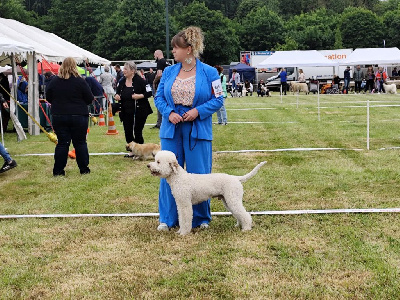 Étalon Lagotto Romagnolo - Signurinu pampasgiolu (Sans Affixe)