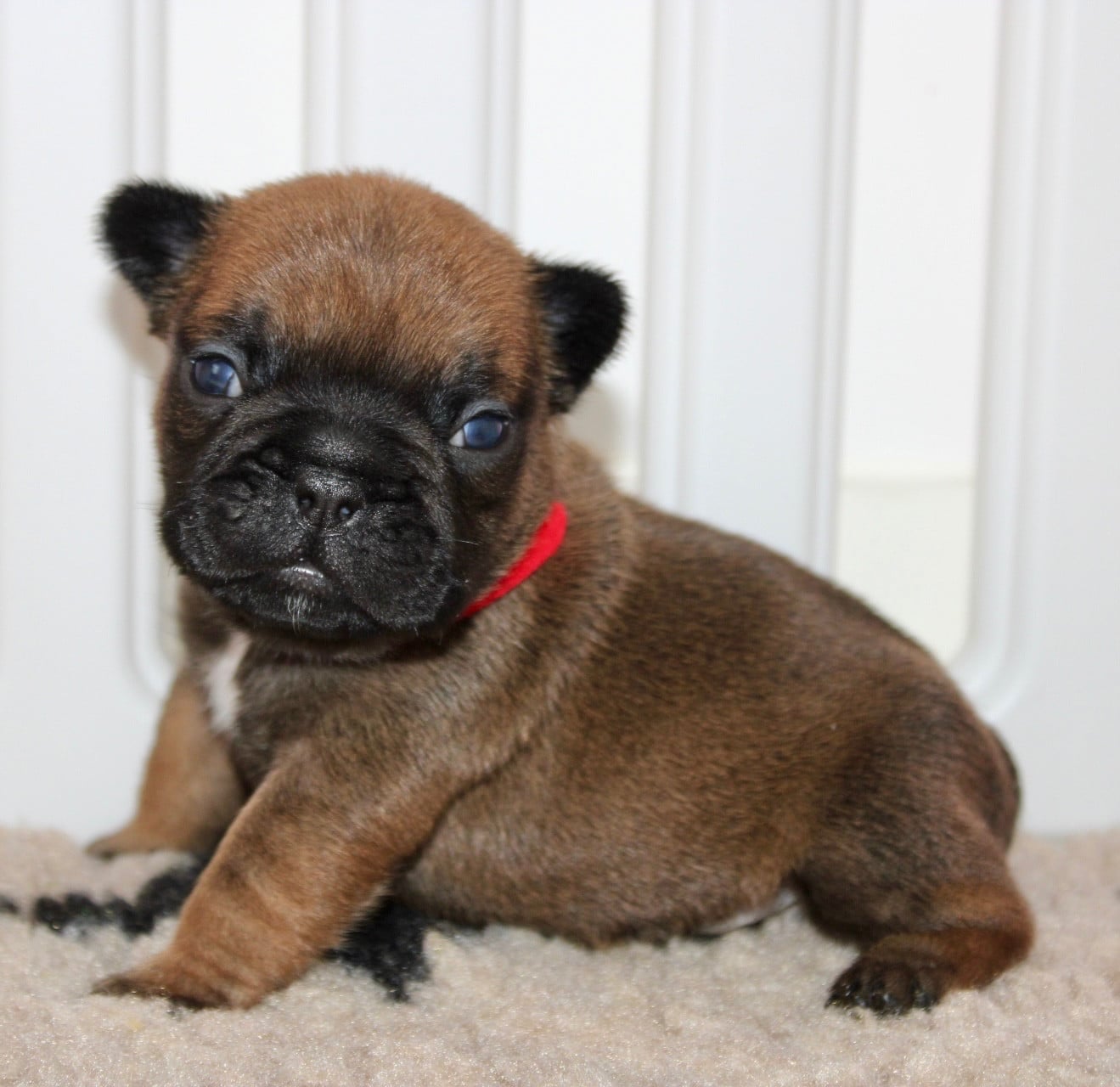 Bouledogue français - Des Rêves De Kaona