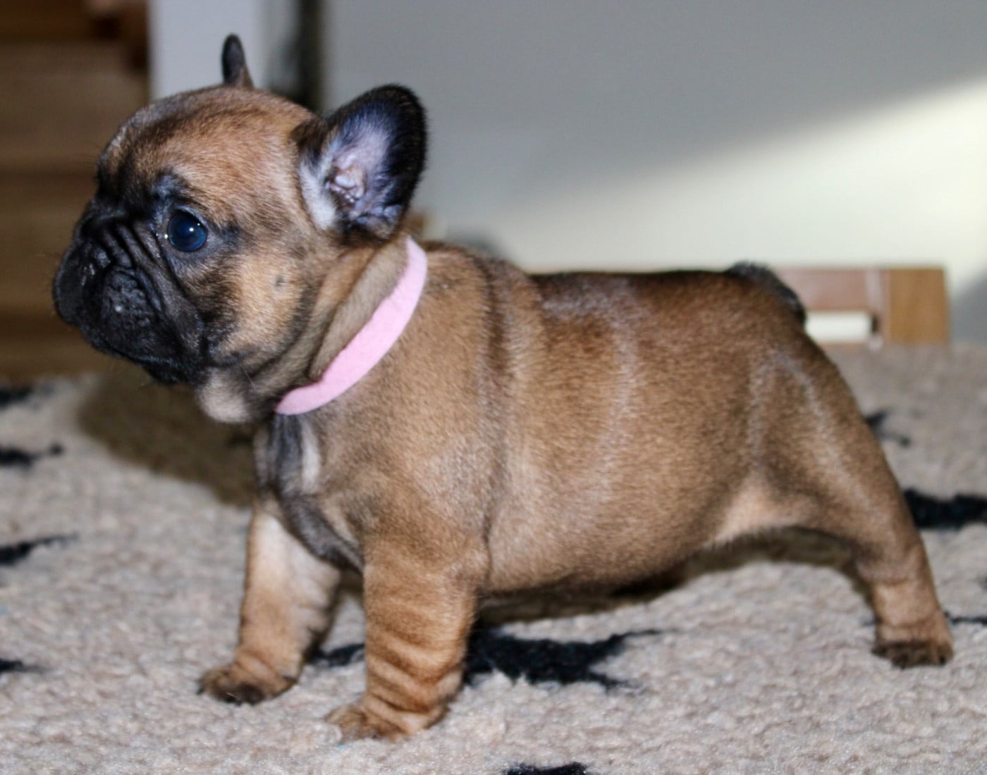 Bouledogue français - Des Rêves De Kaona