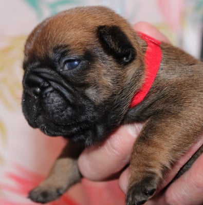 Les chiots de Bouledogue français