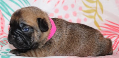 Les chiots de Bouledogue français