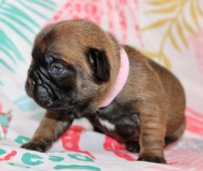 Les chiots de Bouledogue français