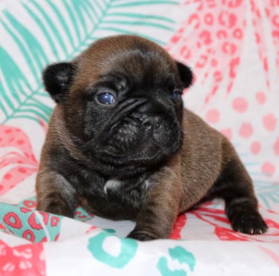 Les chiots de Bouledogue français
